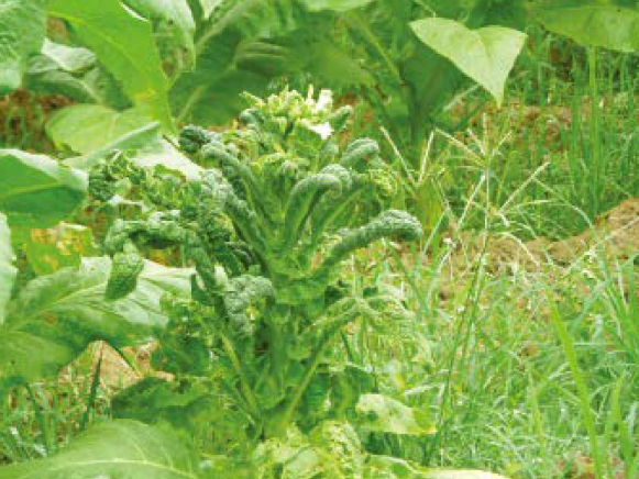  p>烟草曲叶病是由双生病毒科,菜豆金色花叶病毒属近20种病毒引起的