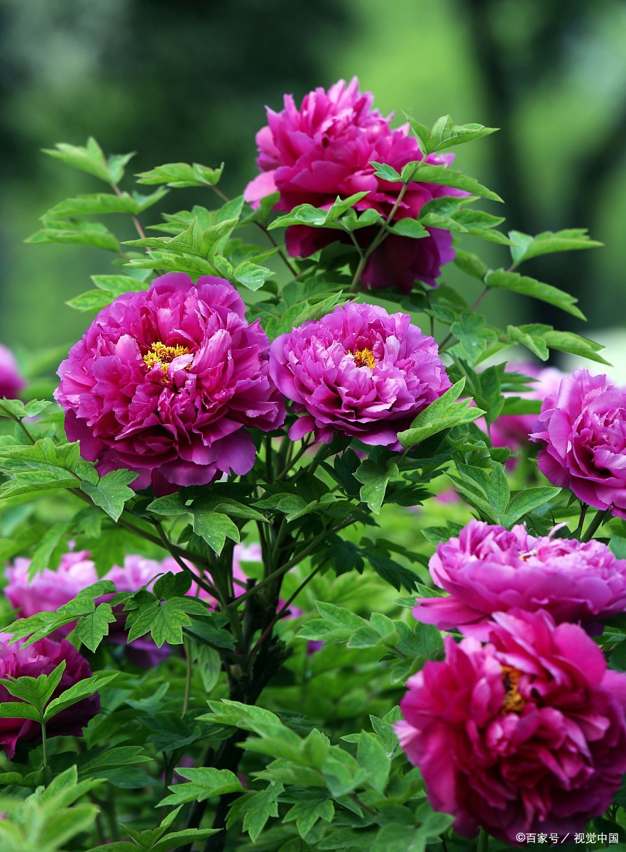 多頭牡丹 品種図鑑 | 日本ぼたん・しゃくやく協会