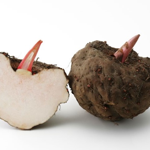 ">天南星科 /a>, a target="_blank" href="/item/魔芋属/1018851