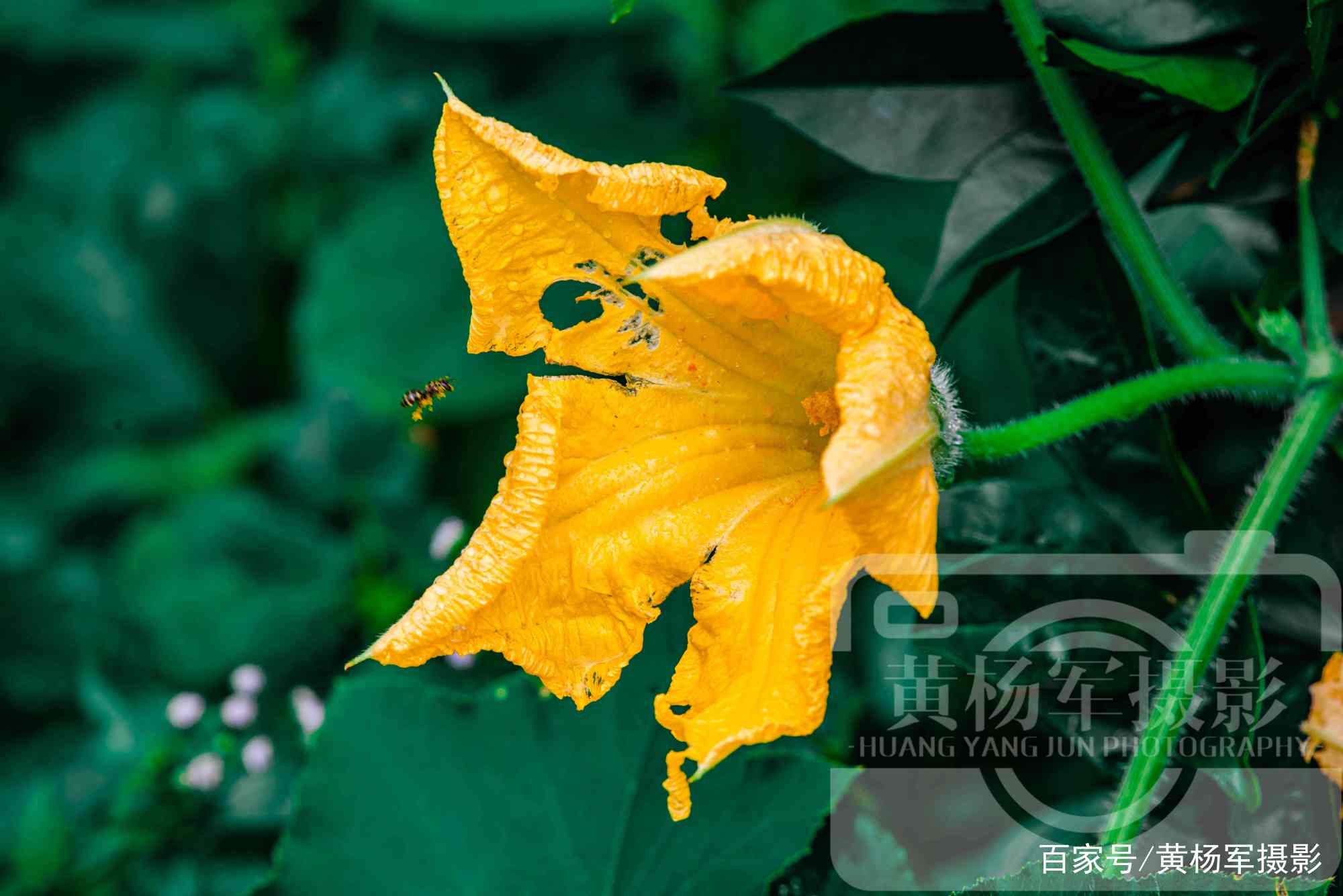 夏雨中娇艳盛开的南瓜花 美艳金黄的花朵很熟悉 百科ta说