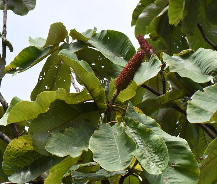 magnolia rostrata w. w. smith