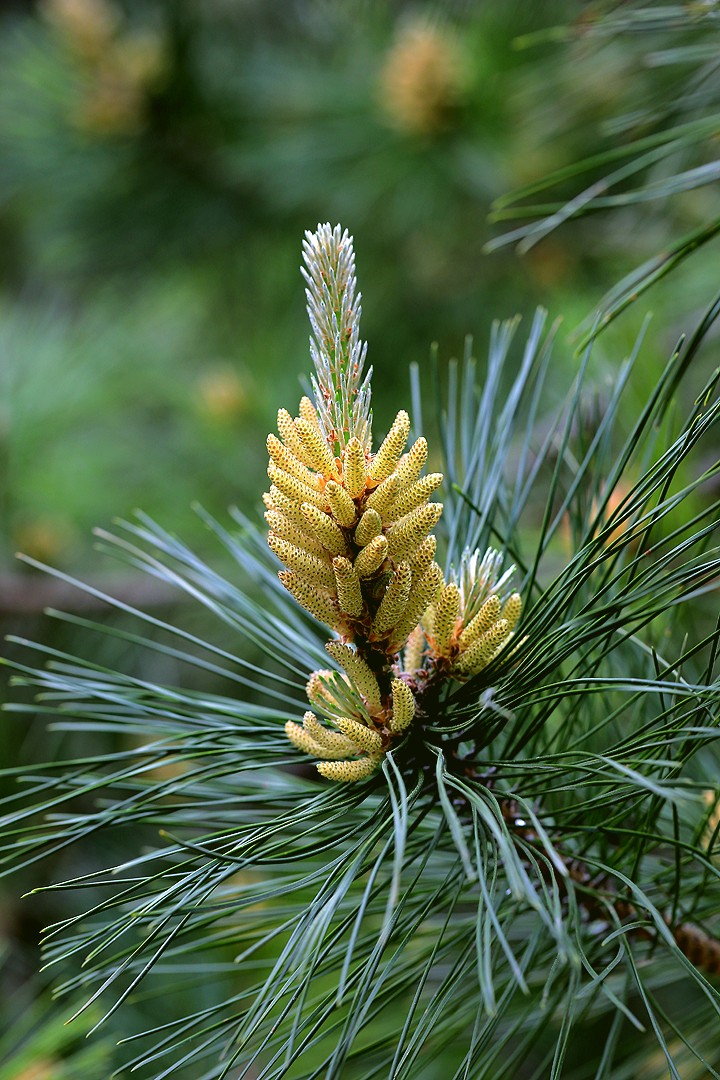 pinus tabulaeformis carr.pinus kesiya