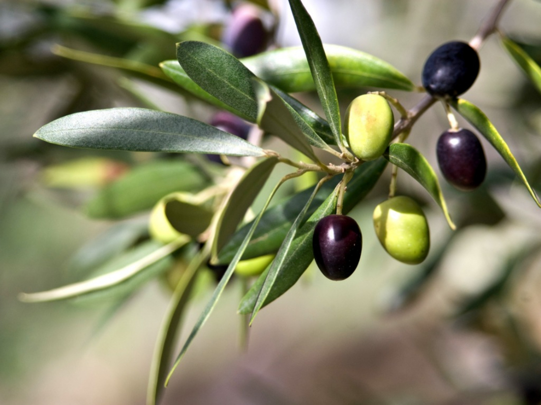  p>木樨榄(学名: i>olea europaea /i> l.)是木犀科,木犀榄属植物.