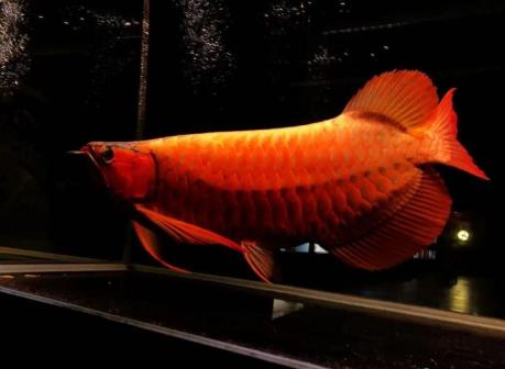 红龙鱼