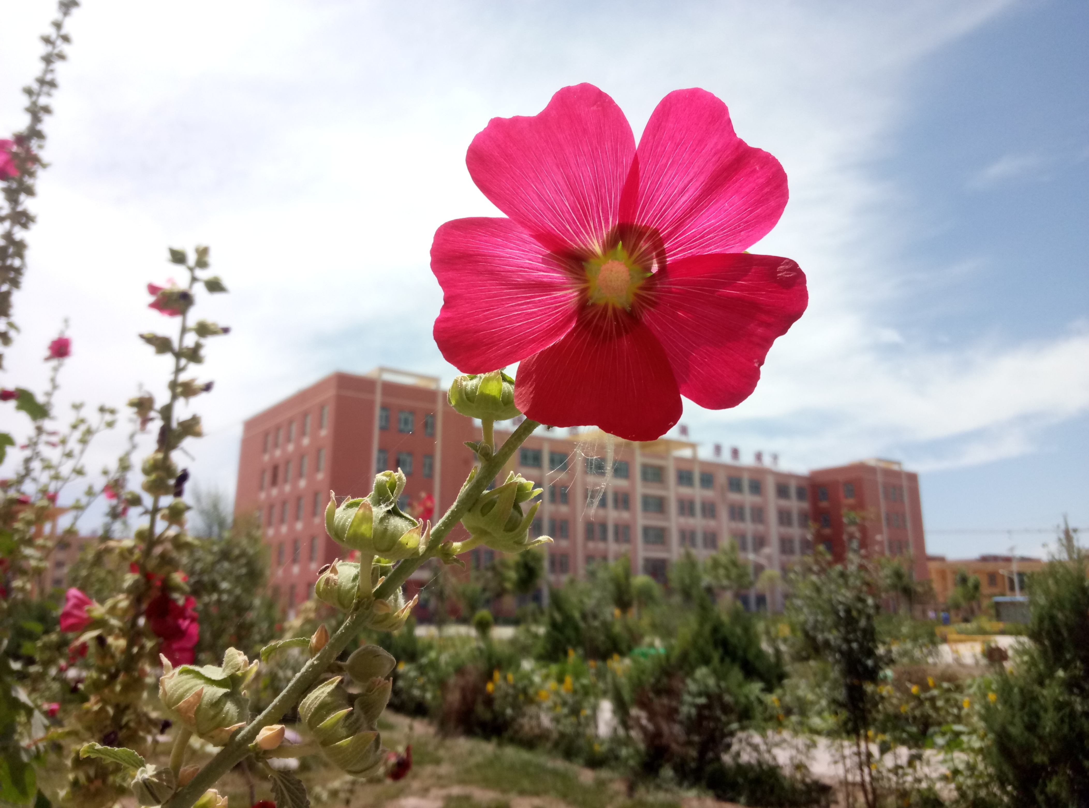 莎车县第九中学