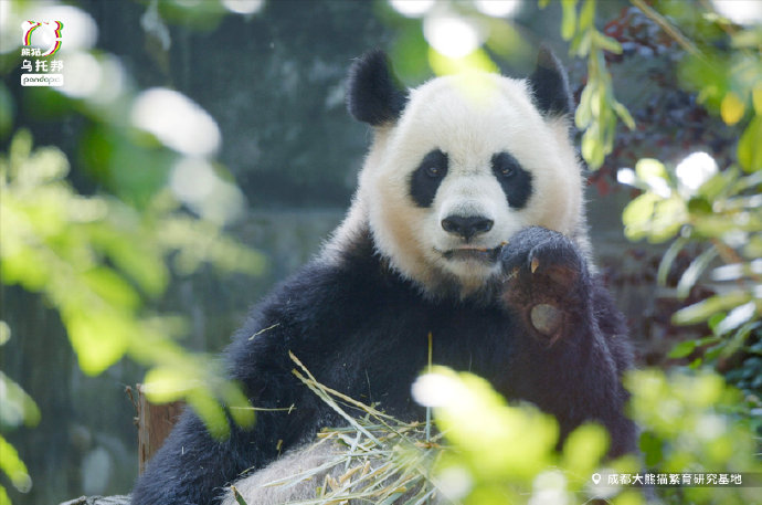  p data-id="tgf81hjsovcj">大娇,雌性大熊猫,谱系号645,2006年8月30