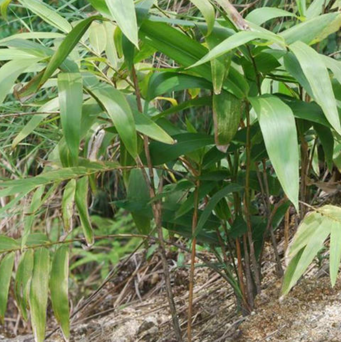 被誉为粽子灵魂的“箬竹”，它到底有多好？_百科TA说