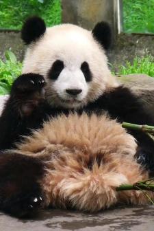 大熊猫渝可_百度百科