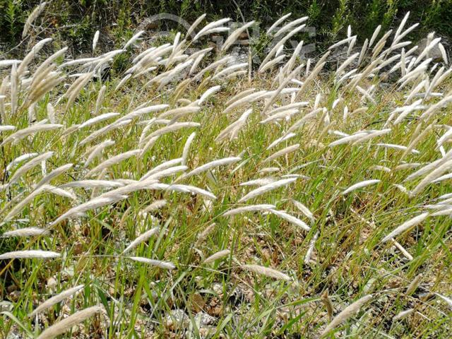 白茅草