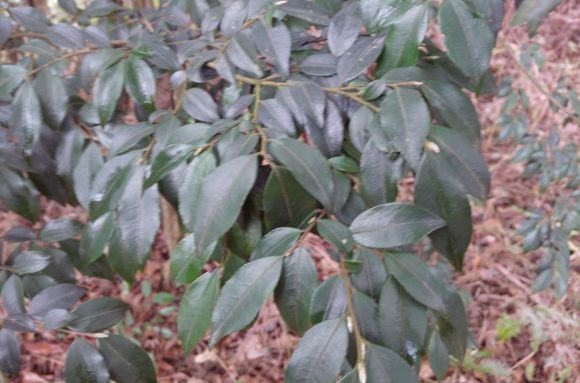  p>尖连蕊茶(学名:camellia cuspidata),别名 a href="#" data-lemma