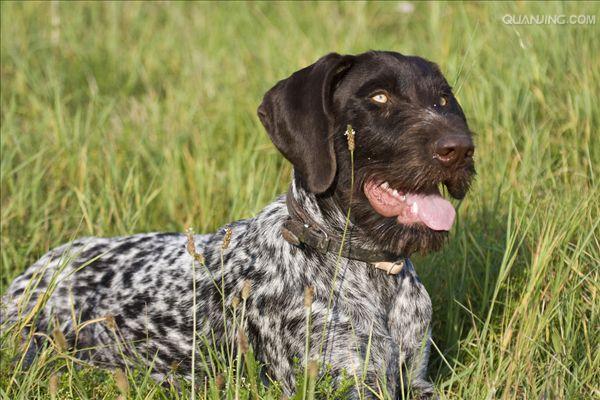  p>沙克犬,又称猎羚犬或拉伯狩猎犬或波斯灵提或者沙路奇猎犬.