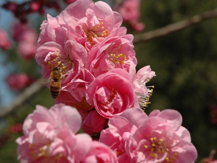  p>辽梅山杏(学名: i>armeniaca sibirica /i> var.