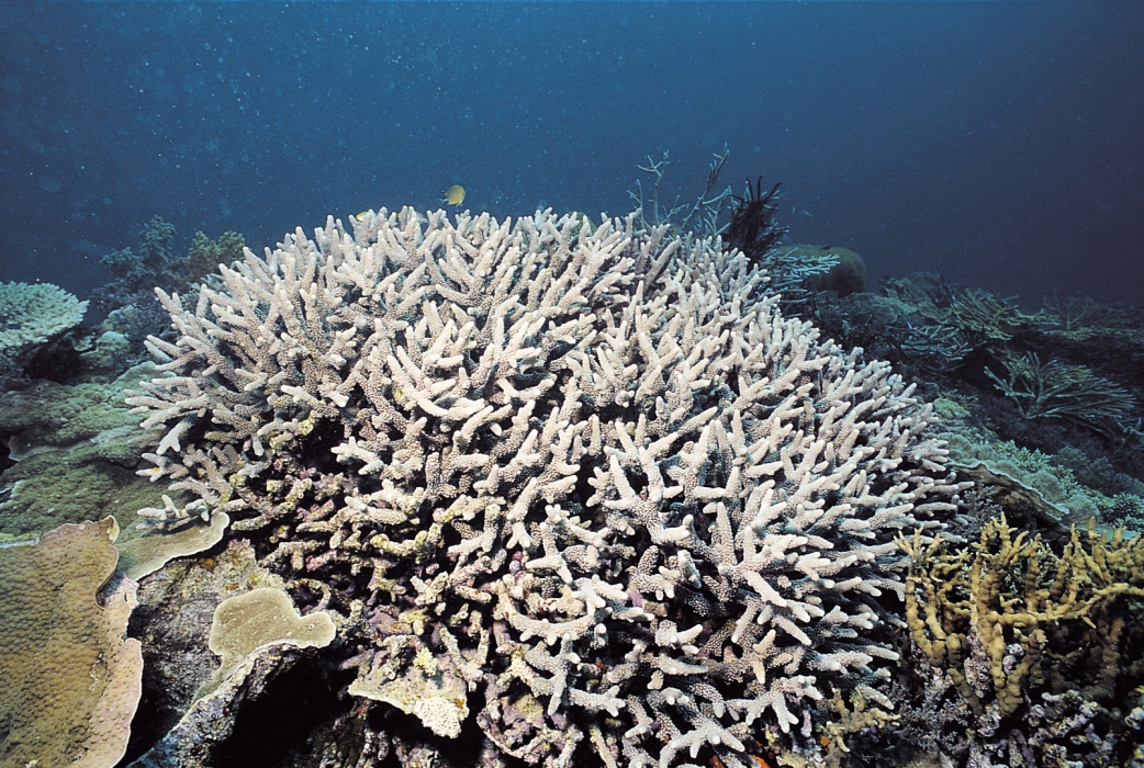  p>柱形鹿角珊瑚是一种动物界,刺胞动物门,珊瑚纲,六放珊瑚亚纲,石