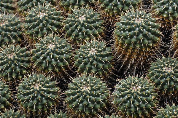  p>扁穗牛鞭草(学名: i>hemarthria compressa /i> (l. f.) r.br.