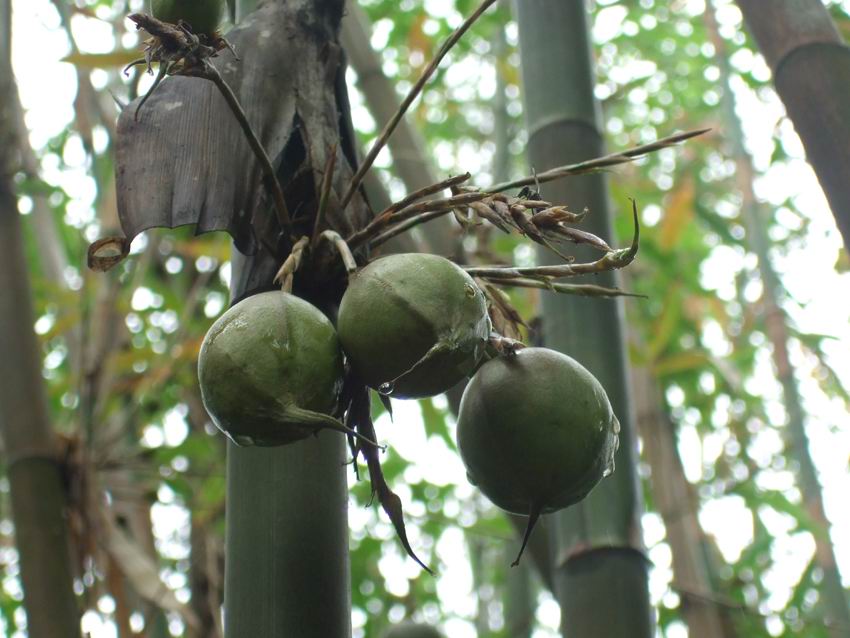  p>梨竹(学名: i>melocanna humilis /i> kurz)是禾本科,梨竹属 a