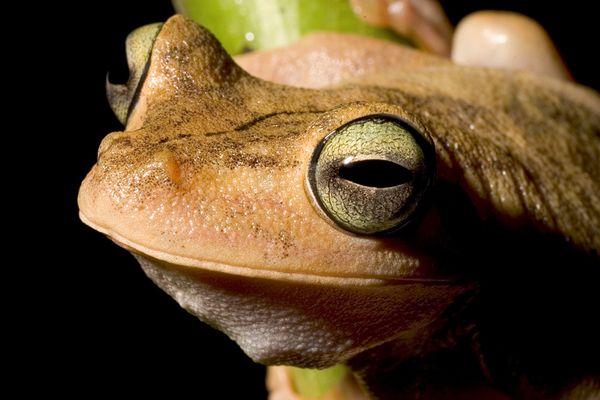 绿眼睛青蛙