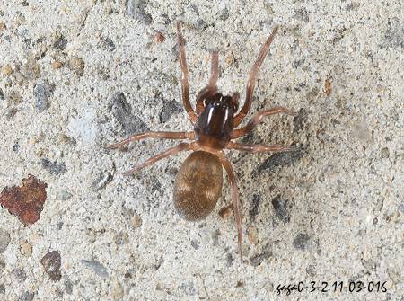 仅记录一种,分布於中海拔山区,栖息人工建物或墙角隙缝,筑管状网为巢