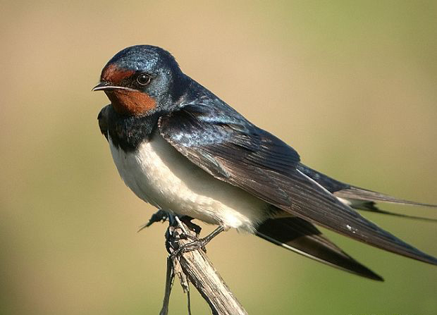 hirundo rustica rustica