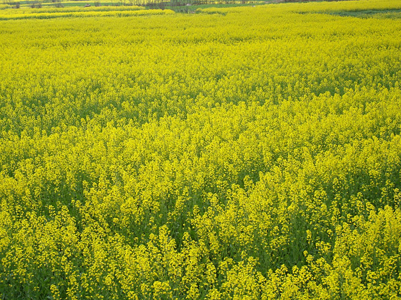 <p>油菜