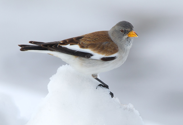 白斑翅雪雀指名亚种