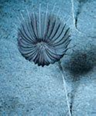  p>海百合是一种始见于早 a target="_blank" href="/item/寒武纪