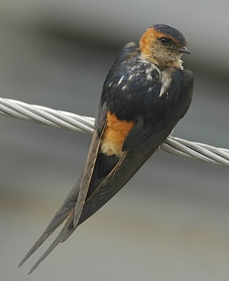  p>金腰燕欧亚亚种(学名:hirundo daurica rufula)为 a target="