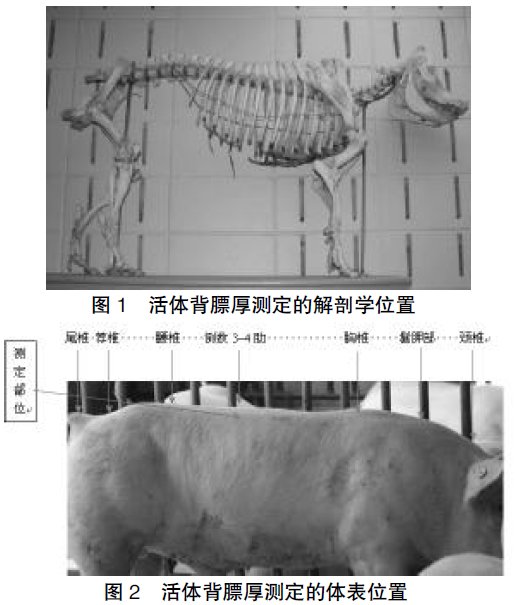 眼肌面积