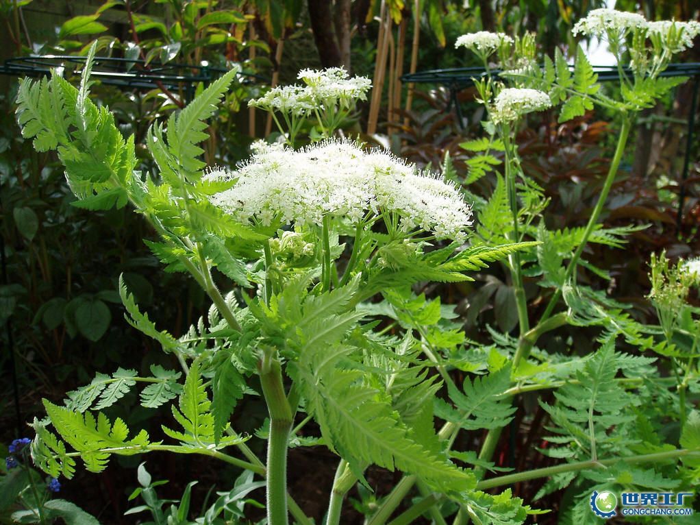 没药