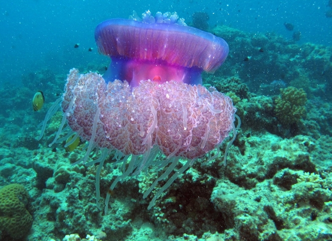  p>皇冠水母(学名: i>cephea cephea /i> ):是一种巨大的 a target="