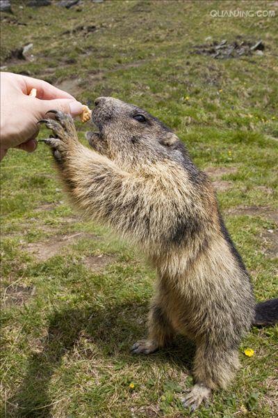  p>喜马拉雅旱獭(学名: i>marmota himalayana /i>)别名哈拉, a href=