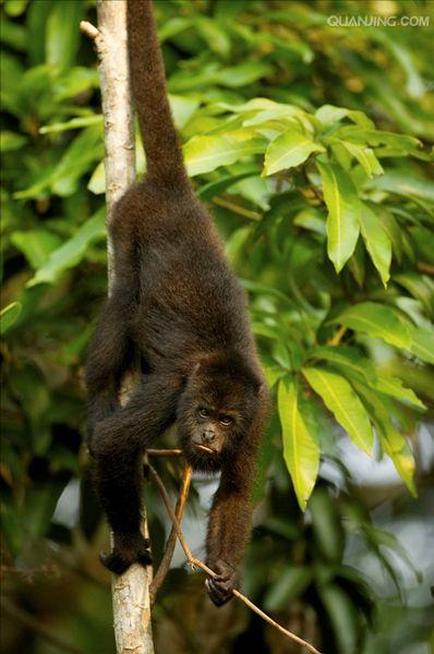  p>狒狒(学名: i>papio /i>):灵长目 a target="_blank" href="/item