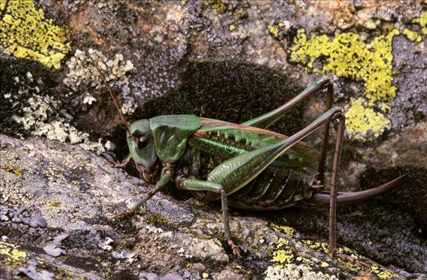  p>昆虫的外生殖器(genitalia)是昆虫生殖系统的体外部分,是用以交配