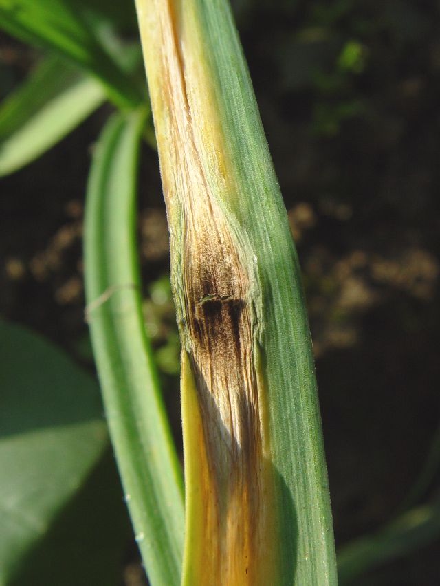  p>大蒜疫病,主要为害叶片,叶片染病初在叶片中部或叶尖上生苍白色至