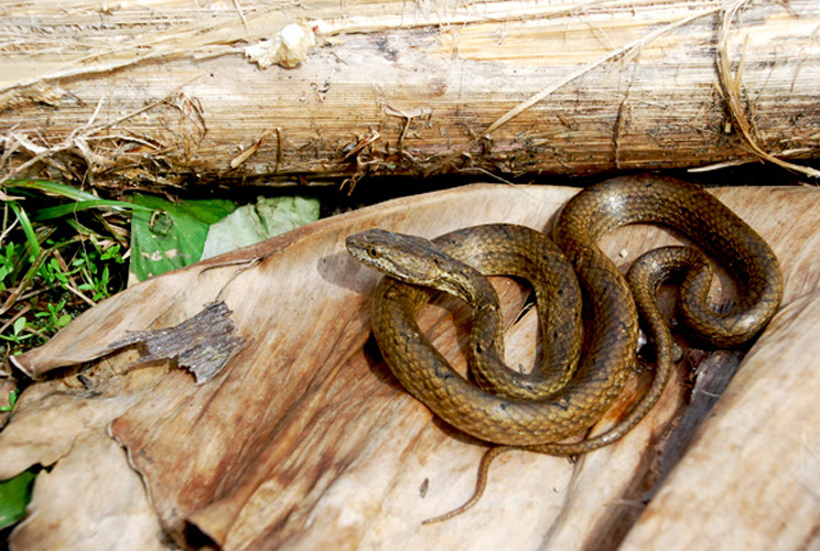  p>紫沙蛇(学名: i>psammodynastes pulverulentus /i>):为游蛇科紫沙