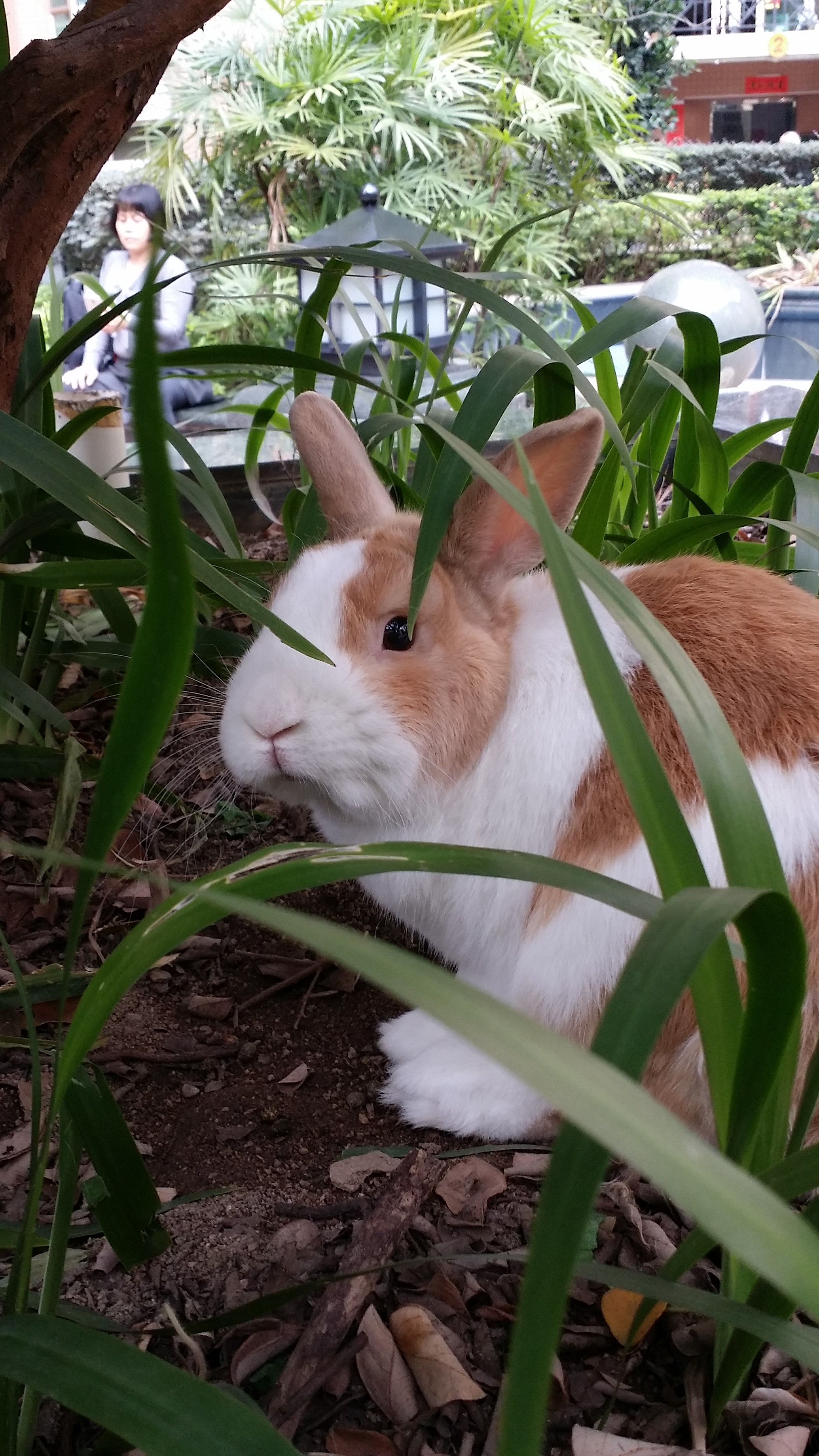 短耳黄白侏儒兔