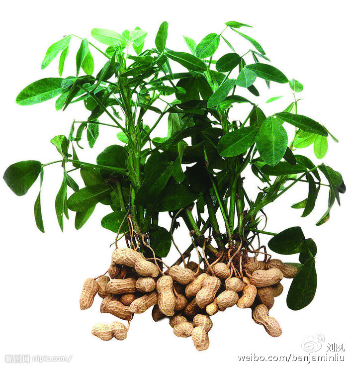 花生 编排到北宋皇帝身上的美食 百科ta说