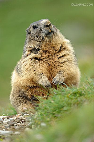  p>喜马拉雅旱獭(学名: i>marmota himalayana /i>)别名哈拉, a href=