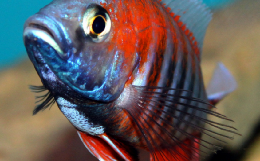  p>帝王艳红是慈鲷科孔雀鲷属动物. /p>