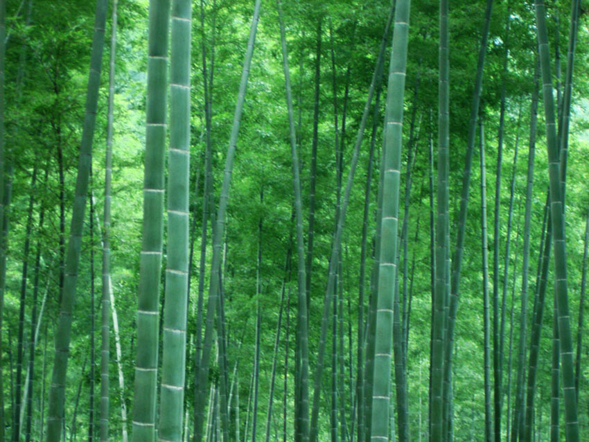 chao)是禾本科赤竹属秆箨早落,稍长或等长于节间,淡红色,背面密被