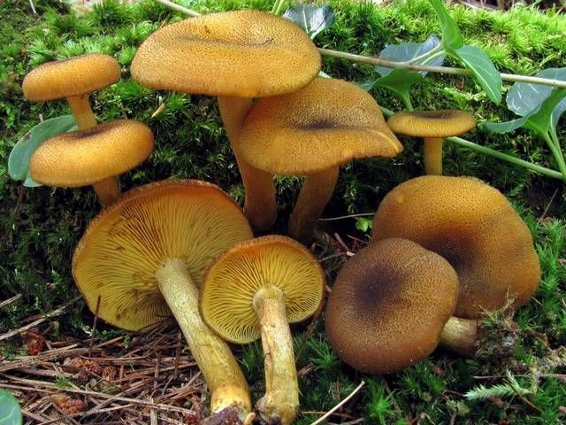  p>黄拟口蘑形态特征:子实体黄色.