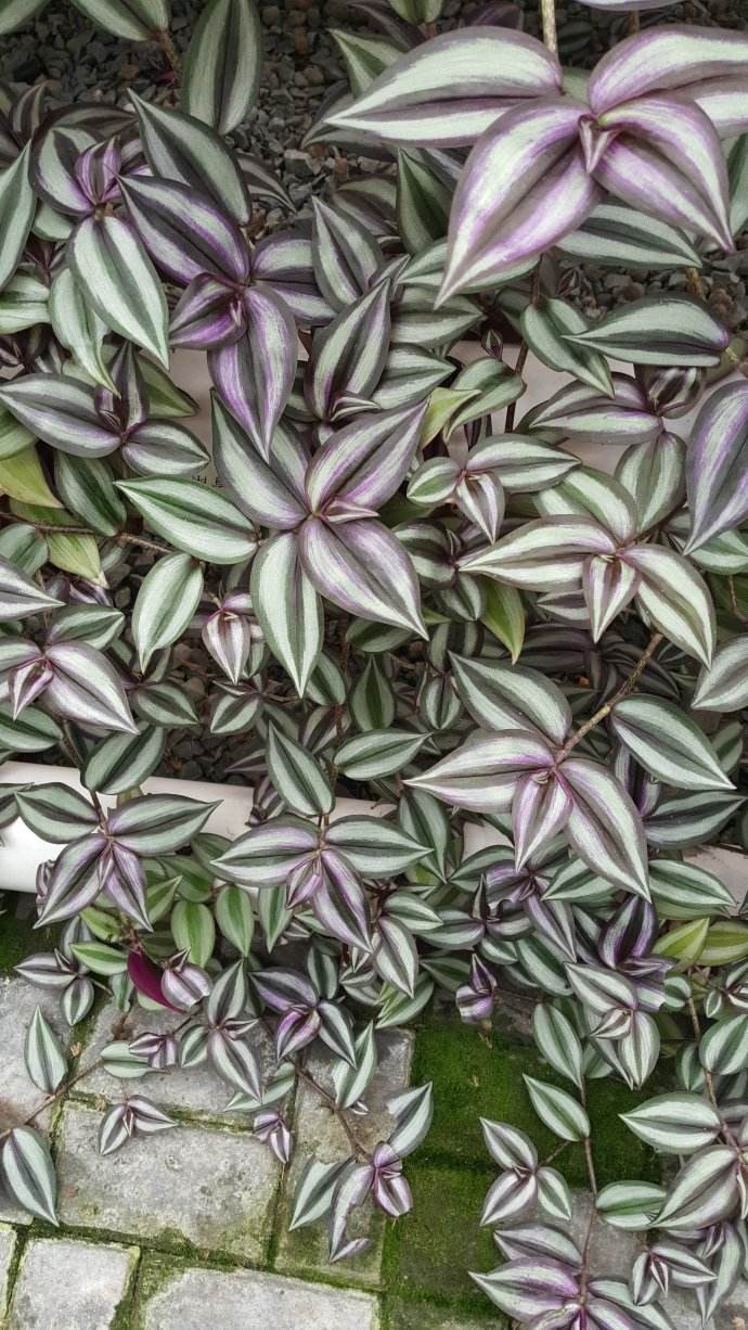 吊竹梅图片(吊竹梅图片 开花什么样)