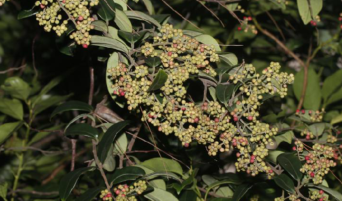  p>厚叶白花酸藤果:为变种,树皮光滑,很少具皮孔;小枝密被柔毛,极少