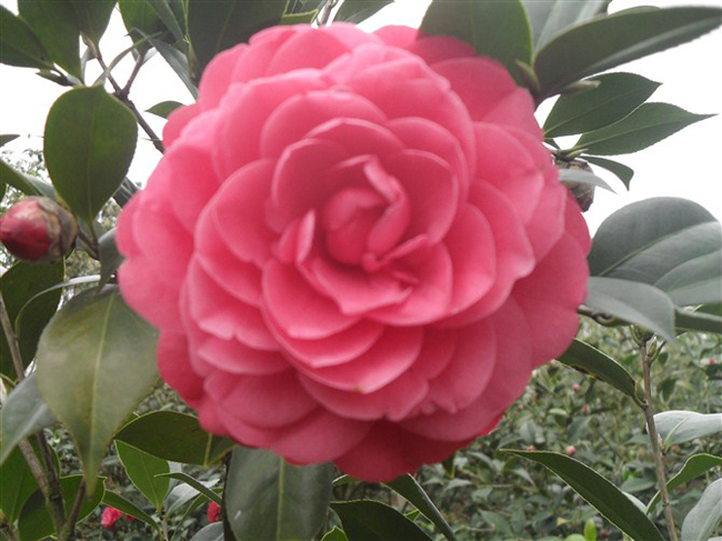  p>粉丹:福建别名—— a href="#" data-lemma