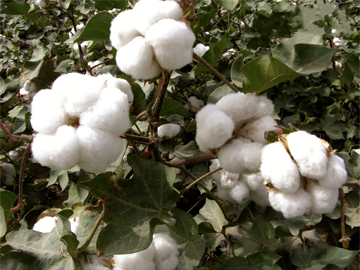  p>宁棉1106是锦葵科棉属植物. /p>