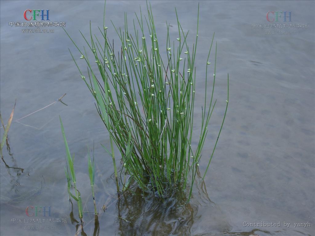  p>萤蔺是一种属于单子叶植物纲莎草科 a>藨草属 /a>的多年生草本杂草