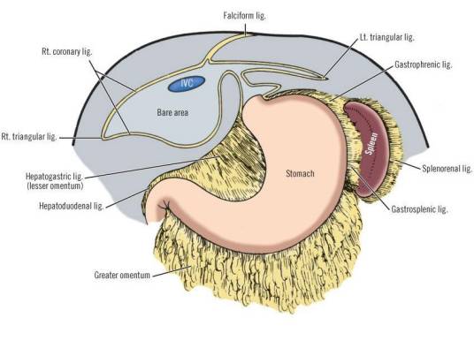 脾肾韧带_百度百科