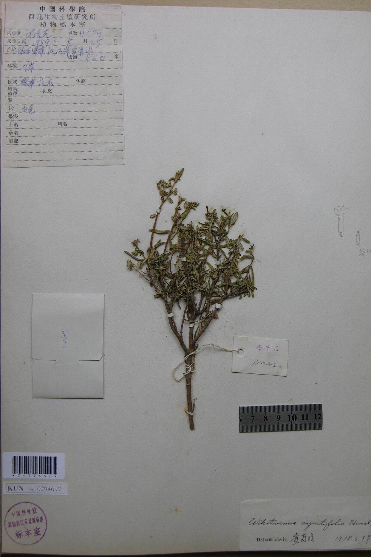  p>岩杉树,拉丁文名:wikstroemia angustifolia hemsl.