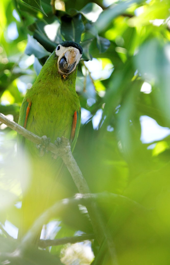  p>红肩金刚鹦鹉(学名: i>diopsittaca nobilis /i>)产于美洲热带地区