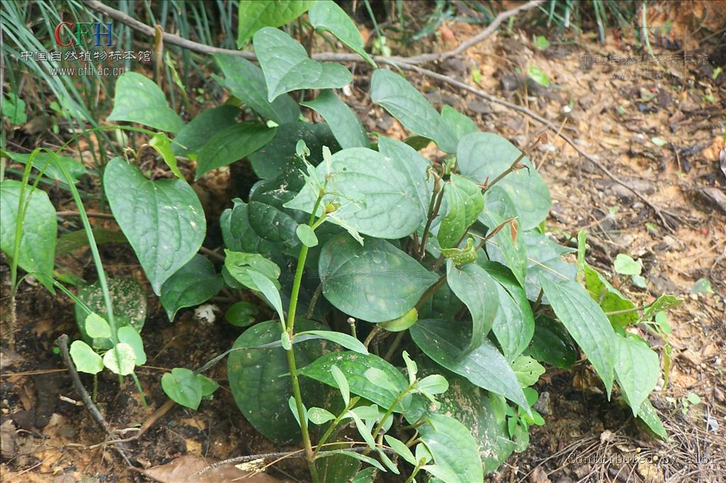 piper puberulum (benth.) maxim.