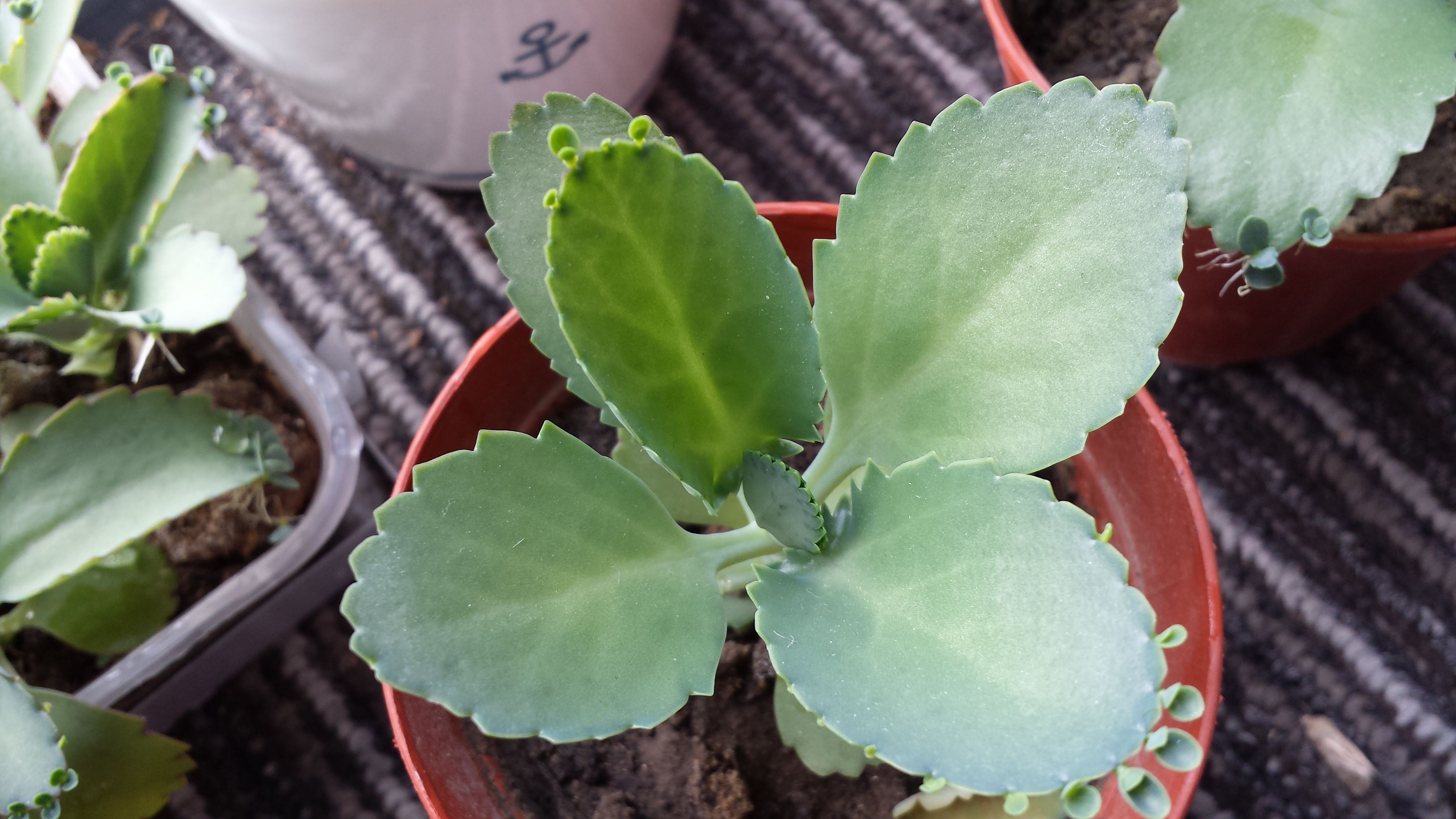  p>大叶落地生根(拉丁学名: i>kalanchoe daigremontiana /i> hamet &